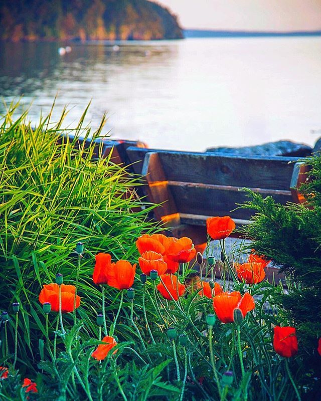 J5MM_Blog's tweet image. Island poppies ift.tt/2Mjb7Fb