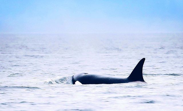 J5MM_Blog's tweet image. Witnessing Orca whales in their natural habitat is truly an emotional experience.  Can’t really find the words. I took this photo from land, the best way, I think, to watch them. ift.tt/2Bk9ylm