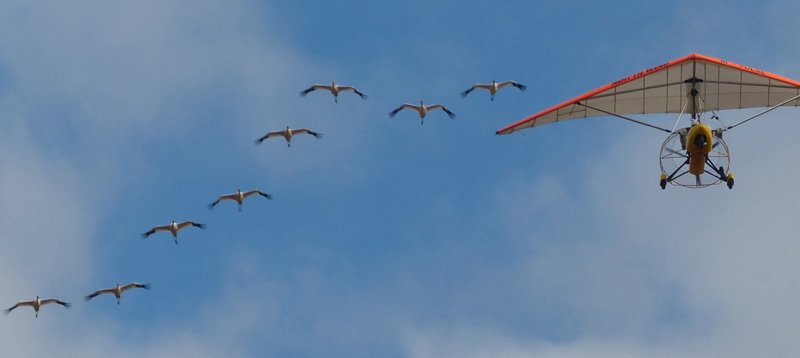 OperMigration's tweet image. Operation Migration to end 25-year mission to help save Whooping cranes
 Champion for cranes that helped grow population is dissolving end of year. wp.me/p58okM-4Y6