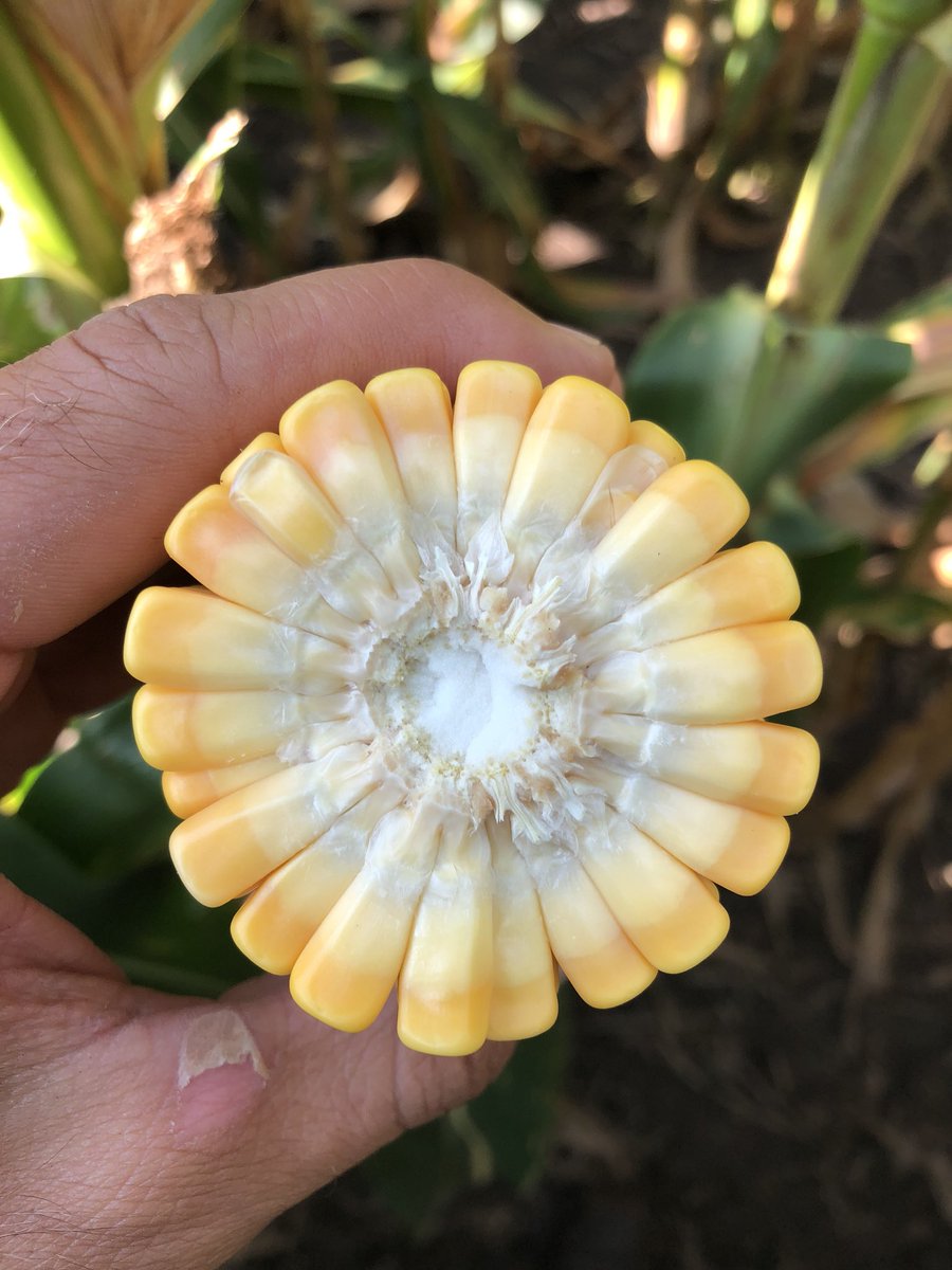 Now that’s cool! Both the red dots and the number of kernels! P1366AM looking good on dryland! 22 round.