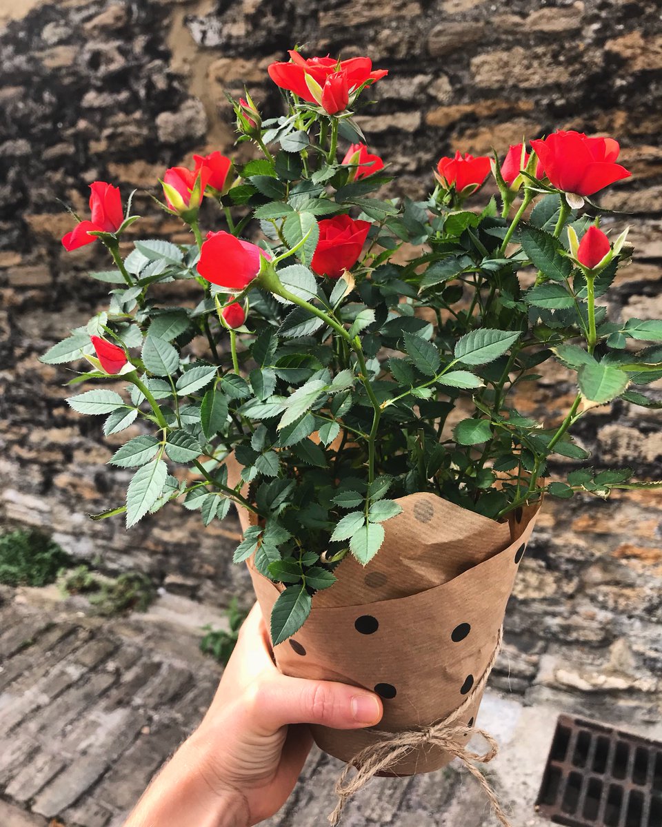 Wild for Miles tweet media