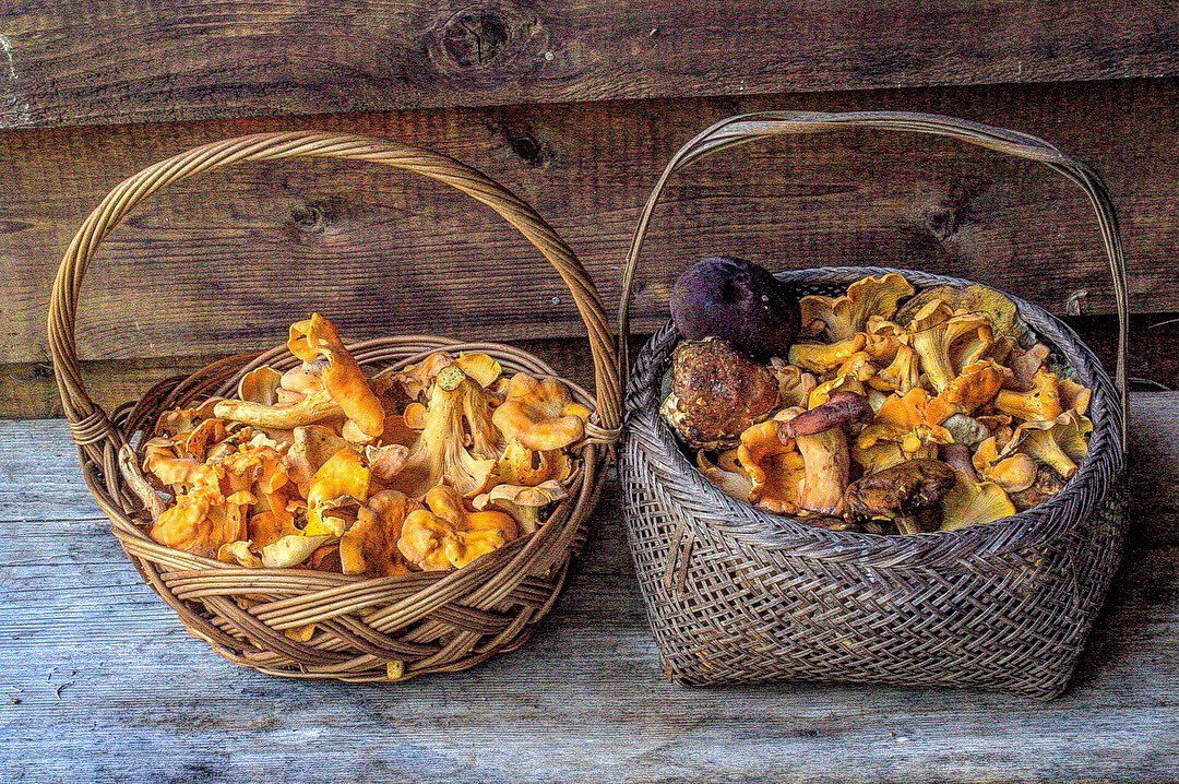 #FungiFriday, anyone? Here’s the complete haul we had mushroom hunting yesterday at Pembroke Springs Retreat. There were plenty of chanterelles, botelas (Porcini), and other edible mushrooms! instagram.com/p/BmlYijShe9E/ 🍄