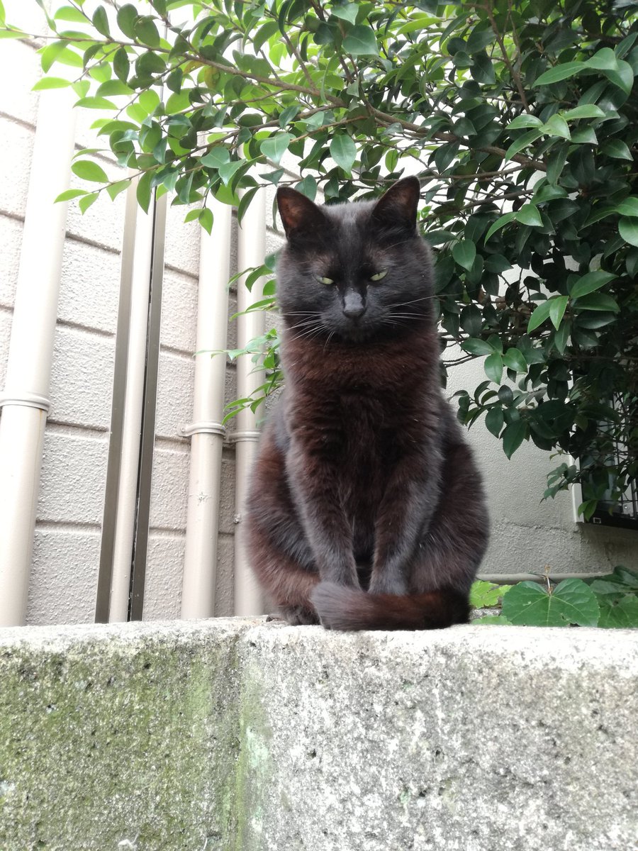 海外では 黒猫はsns映えしない から敬遠されるそうですが たとえ映えなくても可愛い ならば映えさせよう Togetter 海外では 黒猫はsns映えしない から敬遠されるそうですが たとえ映えなくても可愛い ならば映えさせよう Togetter