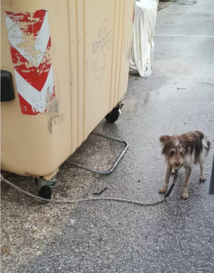 Abbandonato il 14 Agosto,legato al bidone della spazzatura sotto la pioggia battente. È un maschietto di tg piccola circa 2 anni. CERCA UNA FAMIGLIA VERA. Si trova in Molise,ma arriva in tutto il centronord. Facciamo girare il suo appello affinchè trovi una famiglia.
📞3294148871
