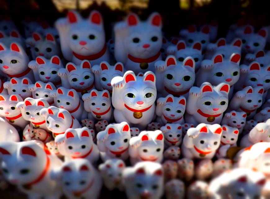 j_onefr's tweet image. ฅ(≚ᄌ≚) Sans doute l'endroit le plus chanceux au monde : le temple de #chats porte-bonheur au #Japon ! (≚ᄌ≚)ฅ
Source photos : The Japan Times.