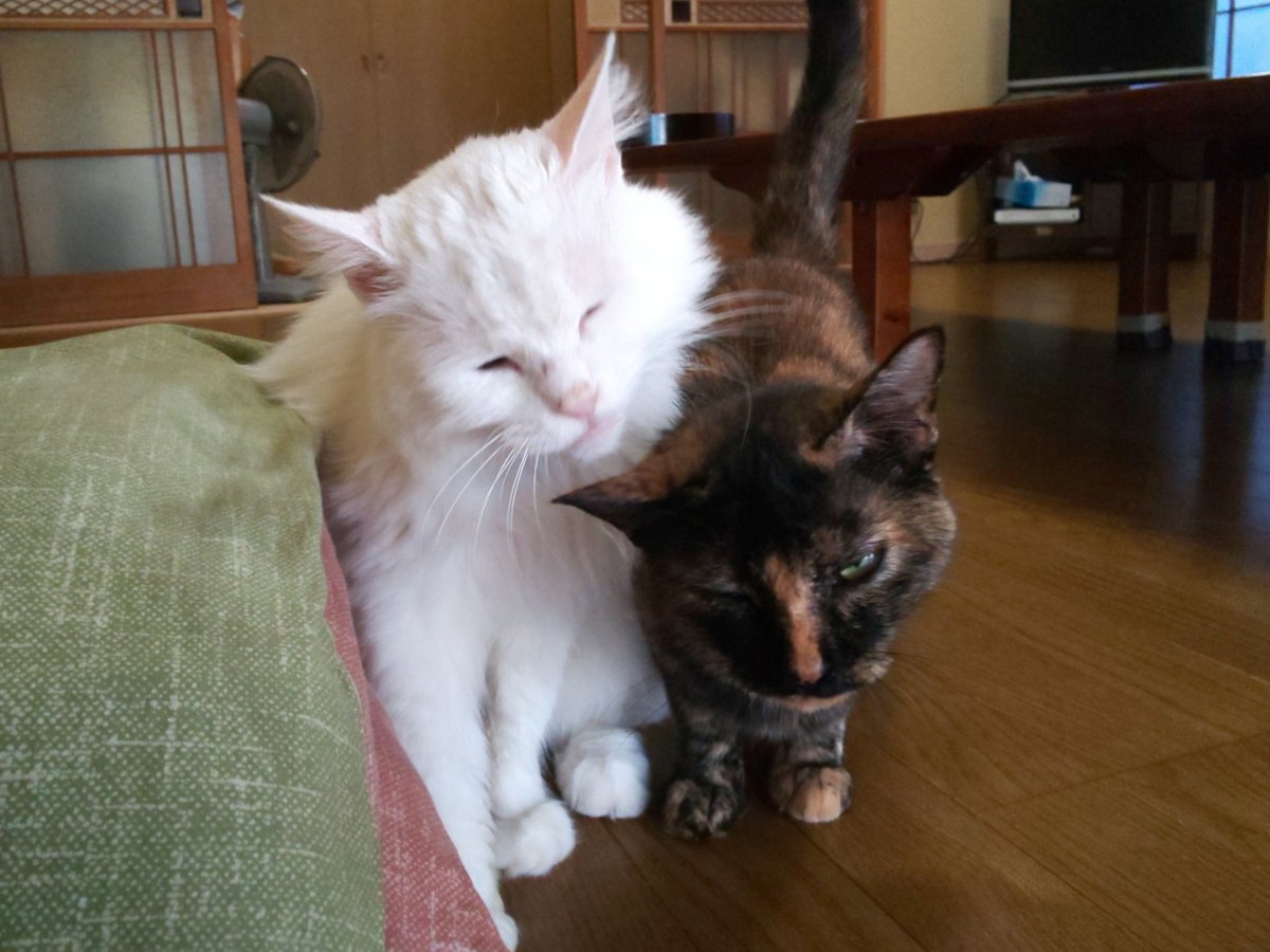 Hanazou A Twitteren 獣医さん含め 猫エイズ持ちの口内炎で効果がある かも と教えて頂いた内容 L リジン マヌカハニー きえ る デンタルバイオ ラクトフェリン プロポリス アンチノール メニニャン クマささエキス 抜歯手術 類似商品あり いつか誰かの