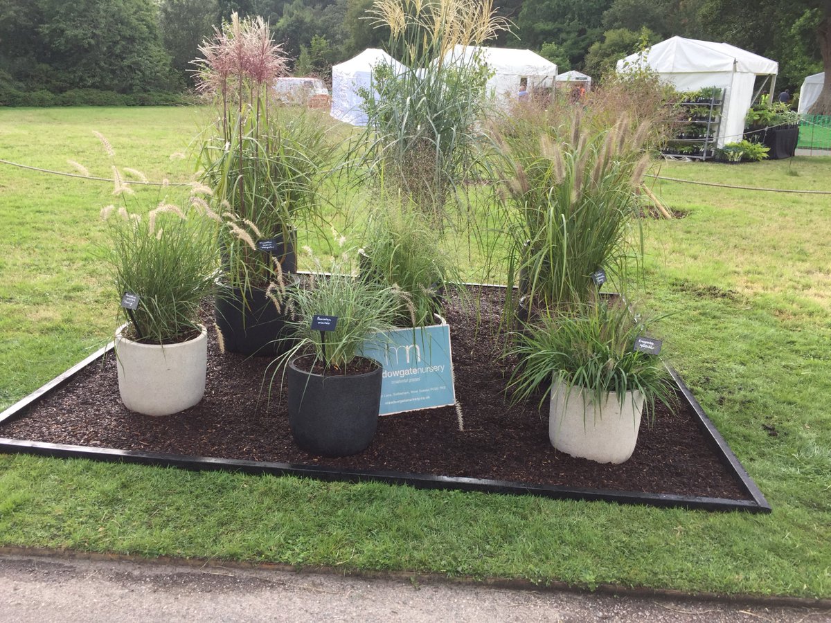 Another weekend, another show! This time we're at RHS Rosemoor flower show. Here's a quick pic of our display featuring: Eragrostis spectablis, Eragrostis trichoides, Miscanthus sinensis ,Malepartus, Pennisetum orientale, Pennisetum orientale Flamingo, Panicum virgatum Squaw