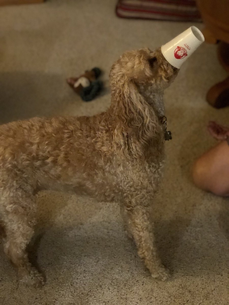 MeaghanAlexis's tweet photo. Vanilla frostys are not supposed to be eaten with a spoon. This is the new way to eat a frosty according to Bailey. 😅💁🏻🤷🏻‍♀️🐶😛😋 #minigoldendoodle #frosty #yum @Wendys https://t.co/yGmbfCmU9l