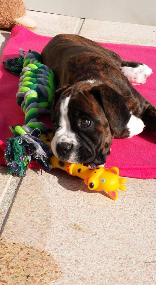 berenicemillet's tweet image. Ca ne vous coûte rien mais pour certains ça leur permet de vivre: APRR verse 1€ à la SPA pour chaque tweet et chaque rt

#APRRcontrelabandon