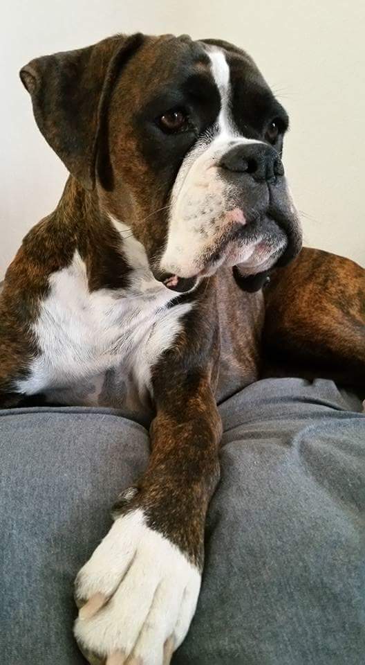 berenicemillet's tweet image. Ca ne vous coûte rien mais pour certains ça leur permet de vivre: APRR verse 1€ à la SPA pour chaque tweet et chaque rt

#APRRcontrelabandon