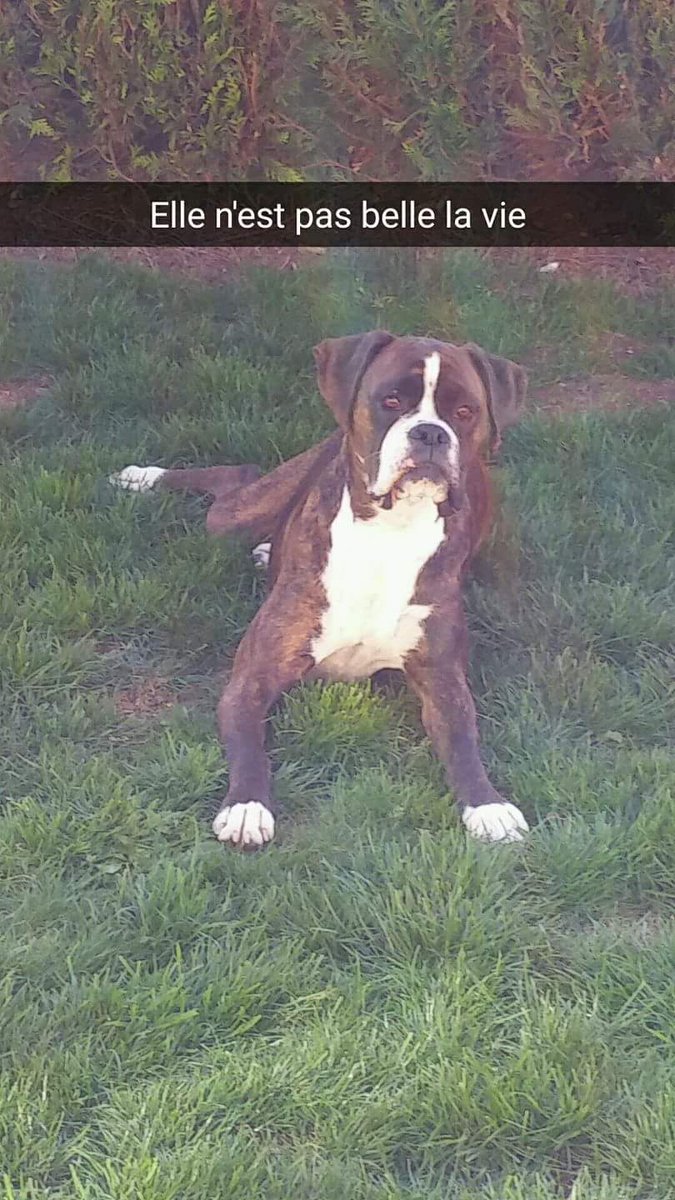 berenicemillet's tweet image. Ca ne vous coûte rien mais pour certains ça leur permet de vivre: APRR verse 1€ à la SPA pour chaque tweet et chaque rt

#APRRcontrelabandon