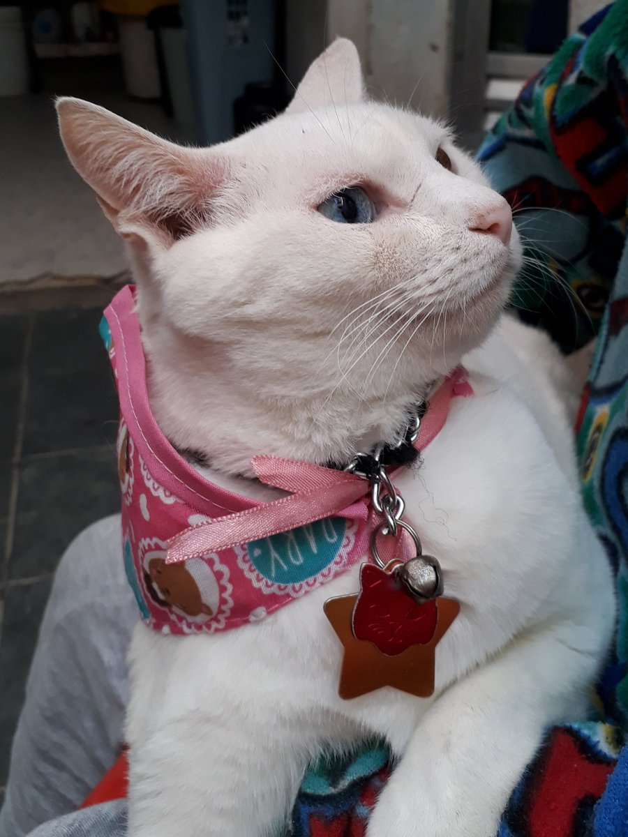 DortaTim's tweet image. Olha o charme dela