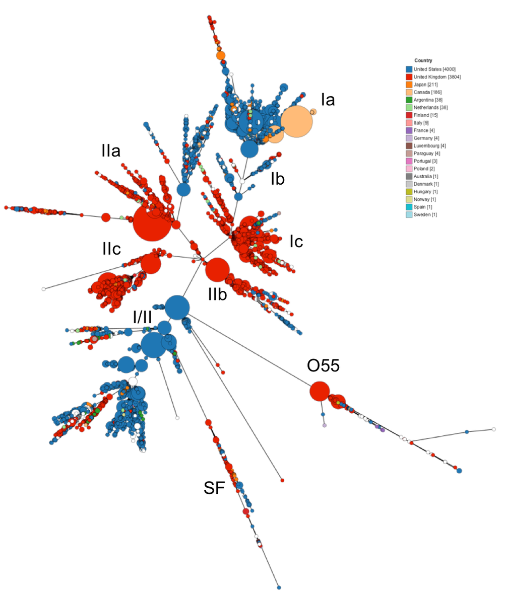 TimDallman's tweet photo. "Global" picture of STEC O157:H7 diversity of 9000 public genomes in about 30 mins using Enterobase.  Beautifully shows the distinct strain types circulating in the UK and USA @happy_khan @JemmingsZ https://t.co/r3WPFow7Ad