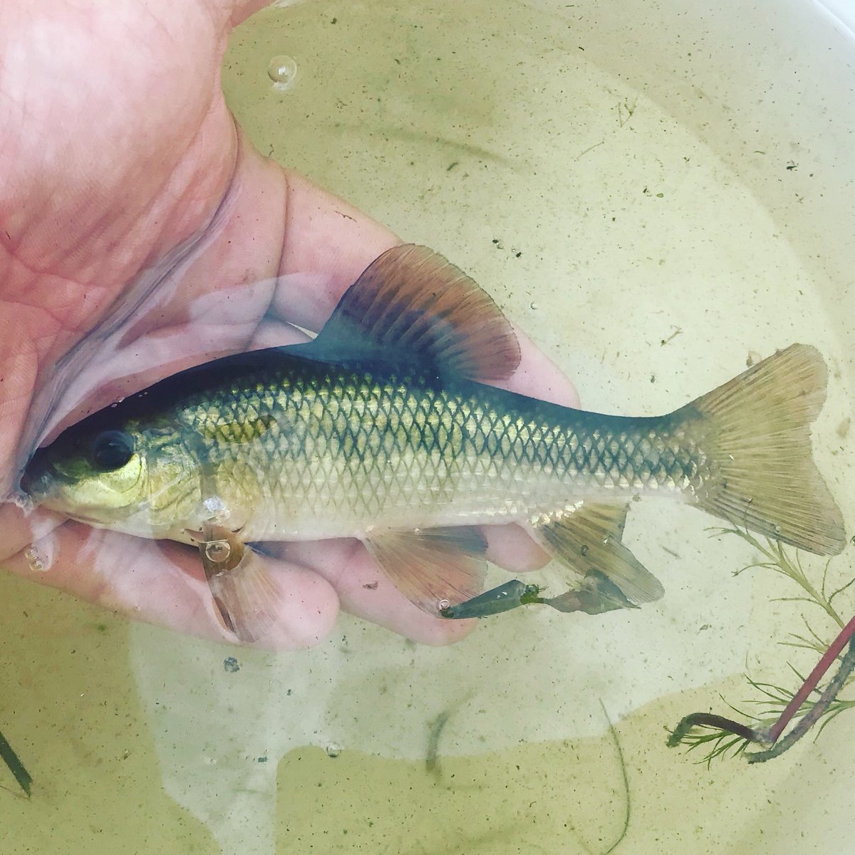 JasonBarnucz's tweet photo. Nobody can see a Lake Chubsucker without wearing a grin. π π β€οΈ π¬ #fisheries #science #research #monitoring #fieldwork #scifieldwork #greatlakes #fish #fishes #biodiversity #speciesatrisk #wetland #wetlands #marsh #water #freshwater #greatlakes #ilivetoscience https://t.co/DhZTMA8imu