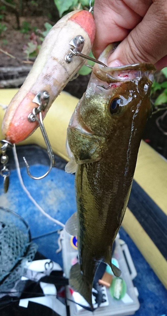 NOVEL_Lures's tweet photo. お盆連休のラスト釣行
1番年季の入っている【オーディン】にて３匹。
朝一のマヅメに遊んでもらいました！
その他もっと小さいであろう子達からの猛烈なキスバイトの嵐。
久々の野池、楽しかった～！
#トップウォーター  #NOVEL 
#野池遊び  #ハンドメイドルアー https://t.co/13klFliQH8