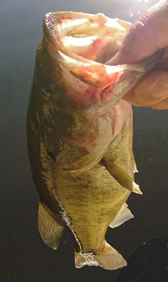 NOVEL_Lures's tweet photo. お盆連休のラスト釣行
1番年季の入っている【オーディン】にて３匹。
朝一のマヅメに遊んでもらいました！
その他もっと小さいであろう子達からの猛烈なキスバイトの嵐。
久々の野池、楽しかった～！
#トップウォーター  #NOVEL 
#野池遊び  #ハンドメイドルアー https://t.co/13klFliQH8
