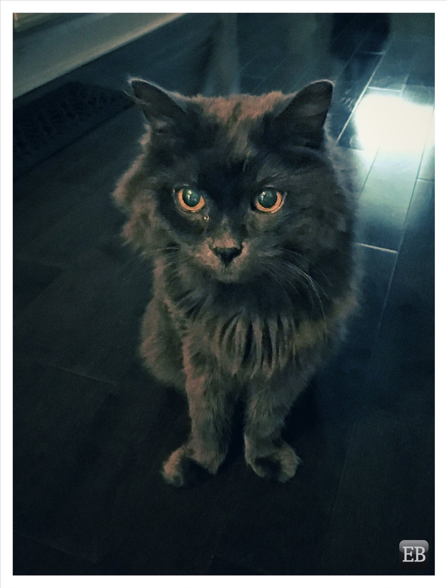 tequilacat bookreader tequilacat bookreader