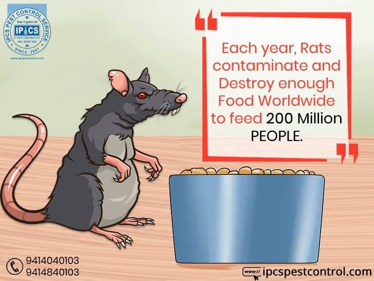 IPCSPest's tweet image. Food eating Rats are the Worldwide Problem.
Call #Ipcs_Pest_Control to get rid of Rodents asap.

#Rodent #Problem #Pest #Control #PestController #Pestcontrol #Jaipur #ipcspestcontrol