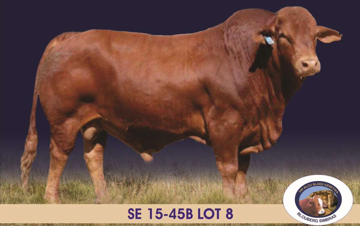 SimbraZA's tweet image. Blouberg SE1545B (Lot 8) sold for R80 000 to Rikus Pieters at the Eastern Free State #Simbra Production Sale on 16 August 2018, Warden.