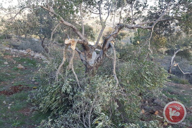 Israeli extremist settlers have destroyed 200 olive trees in the al-Lubban al-Sharqiya village in southern  #Nablus, northern  #WestBank at dawn today17/8/18Palestinian livelihood destroyed. @IntlCrimCourt  #ICC4Israel  #GroupPalestine #قروب_فلسطيني http://maannews.com/Content.aspx?i …