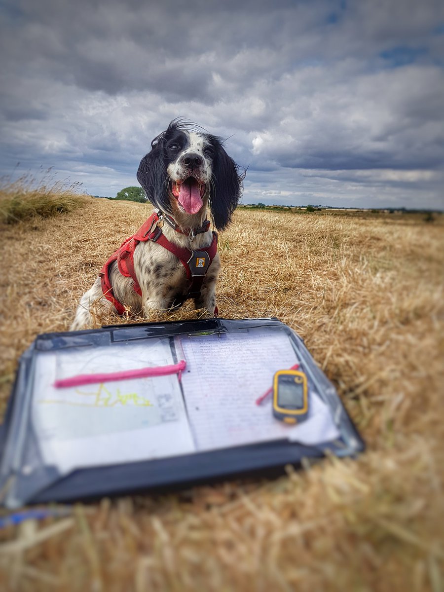 Last day in East Yorkshire, 15km of ditch and dyke networks covered by Water Vole Detection Dog Lola. A huge coastal realignment on an already fabulous bit of coastline. A pleasure to be involved.