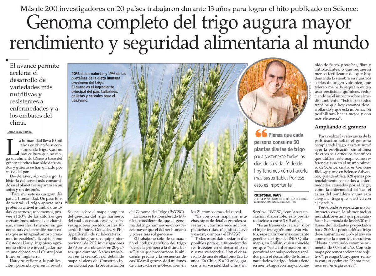 "Genoma completo del trigo augura mayor rendimiento y seguridad alimentaria del mundo" impresa.elmercurio.com/pages/LUNHomep… | <a href="/CristobalUauy/">Cristobal Uauy</a> <a href="/iniachile/">INIA Chile</a> 🌱🍞🧬🔬