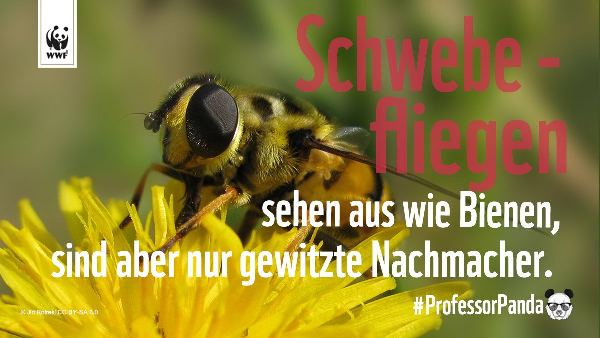 WWF_Deutschland's tweet photo. Na, wer hat's gewusst? 🐝😉#ProfessorPanda https://t.co/W0iihTEg1g