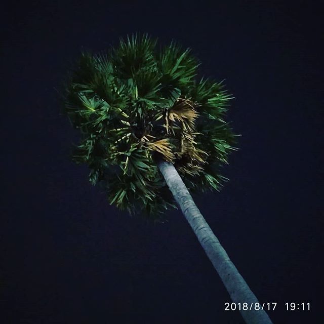 v_pon's tweet image. #sugarpalm weeraponn.wordpress.com/2018/08/17/sug…