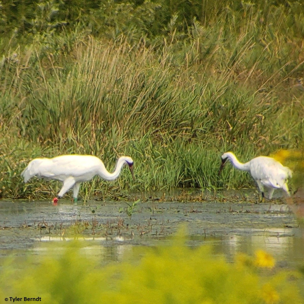 Nature_IL's tweet photo. Only 757 whooping cranes remain in the world and 2 that were reintroduced by @savingcranes were spotted at @Nachusa! This may be the 1st time we’ve witnessed whooping cranes, American bison &amp; native prairie together on the same landscape in the eastern U.S. since the 1800s! https://t.co/TTUg4w7mVy