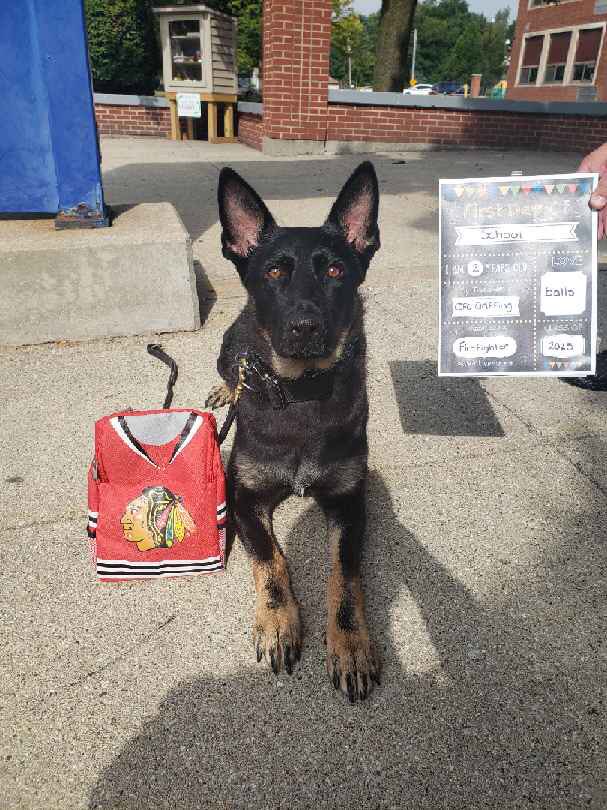 RockdalePolice's tweet photo. Roxie enjoyed meeting students, parents, and staff returning for the 2018-2019 school year yesterday.

She came prepared for her first day of school with her new Blackhawks lunchbox. She only cried a little when separated from Officer Griffing.

Rockdale Police Department https://t.co/fjTVnxxaJZ