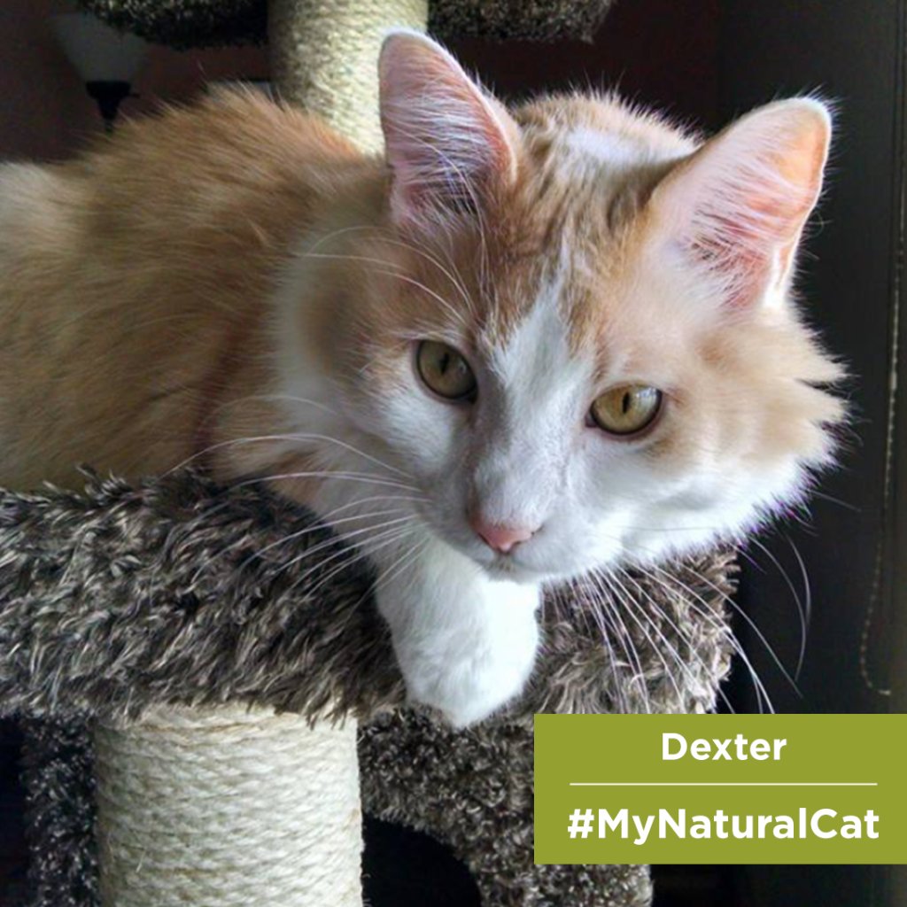 Purina Cat Chow tweet media