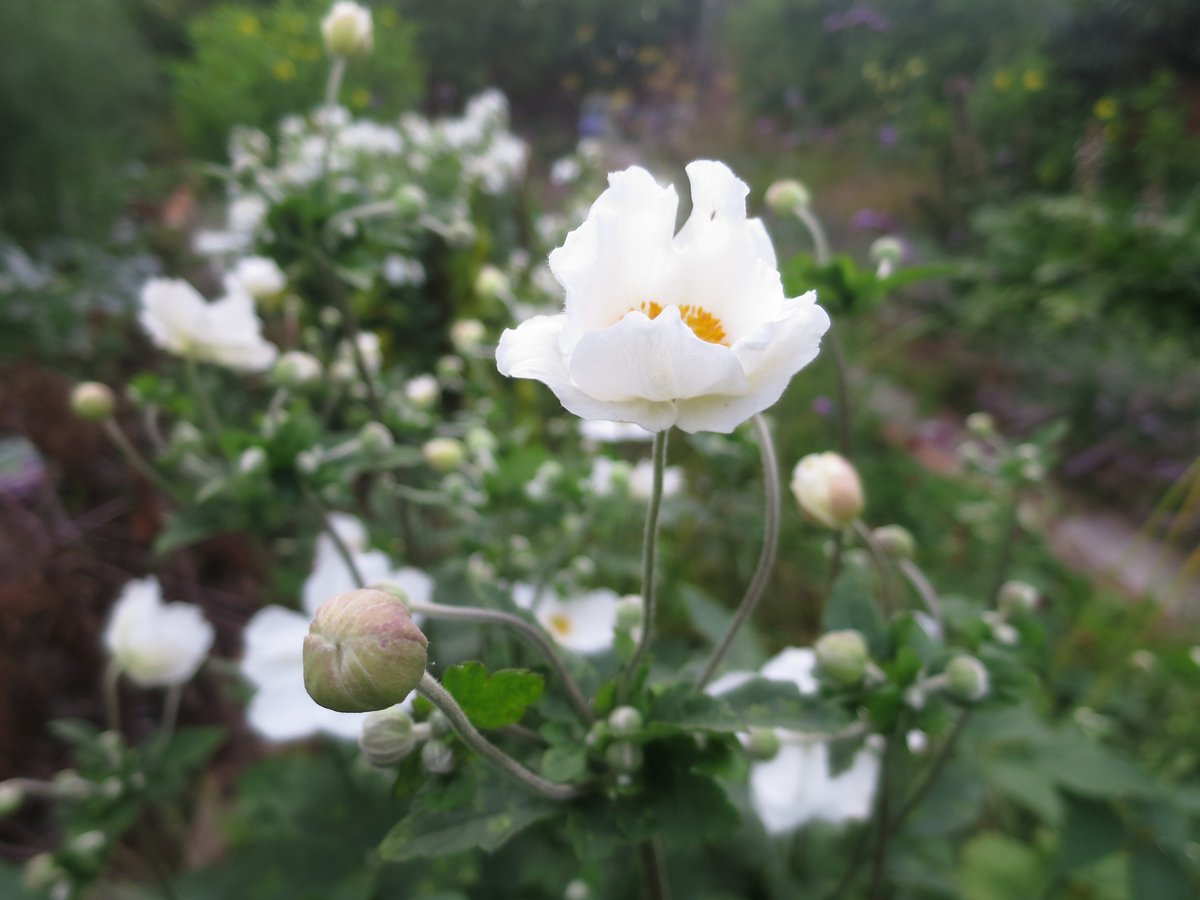 ラブリー News From Nowhere イギリスの夏の終わりの花 Anemonejaponica 花 シュウメイギク