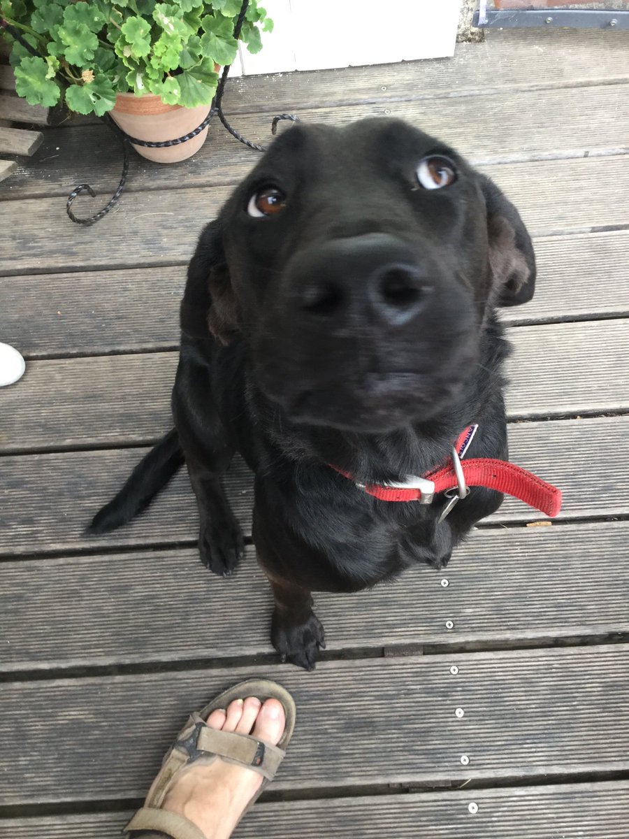 RangeDays's tweet image. Deputy assistant under-range dog avoiding eye contact following a significant misappropriation of BBQ sausages destined for customers.