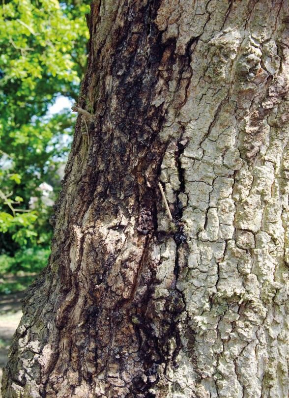 Look out for bleed stains and 'D' shaped exit holes on mature and young #oak trees in August. This could be a sign of #AcuteOakDecline. Learn how to identify this #TreeDisease at woodlandtru.st/6st0v #Observatree