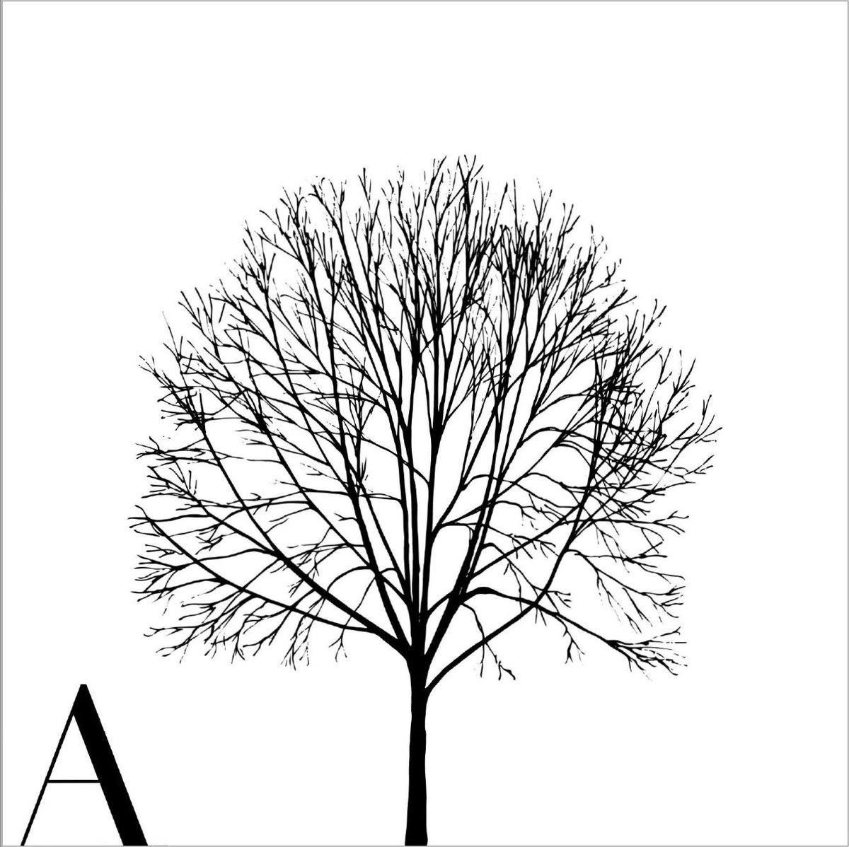 Katie Holten | Language of Trees🌳 | CRISIS 🇵🇸 tweet media