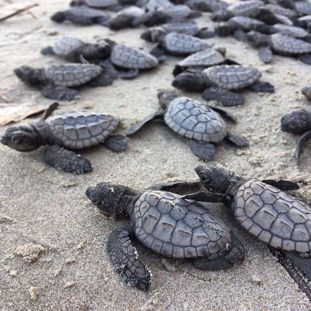 Jairsinho's tweet photo. Correr 🏃🏽‍♂️ con causa es mejor!! #descalzoesmejor #run #Yoelegicorrer #veracruz #ayudanosaayudar #tortuguitasenliberacion #naturelovers #SeaWorld #TORTUGA #Mexico #live #enjoy #happy https://t.co/JfDIEu3q8I