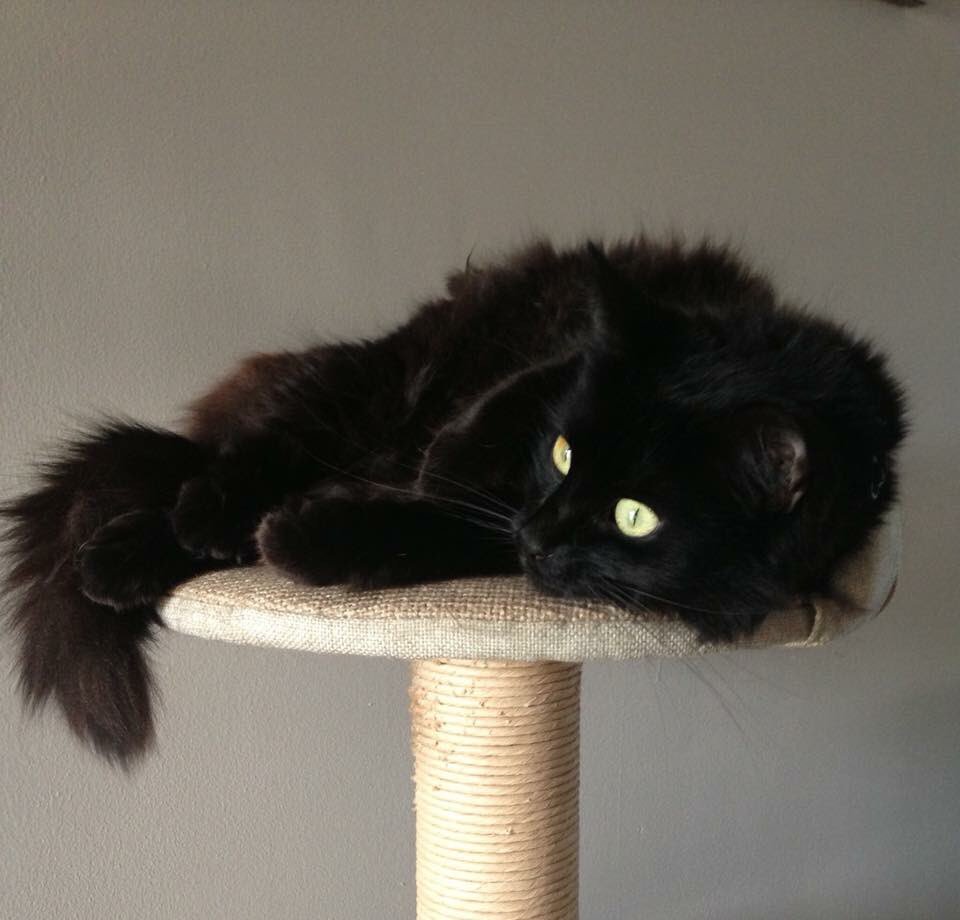 My family was ‘lucky’ the day we adopted this black beauty. 

#BlackCatAppreciationDay