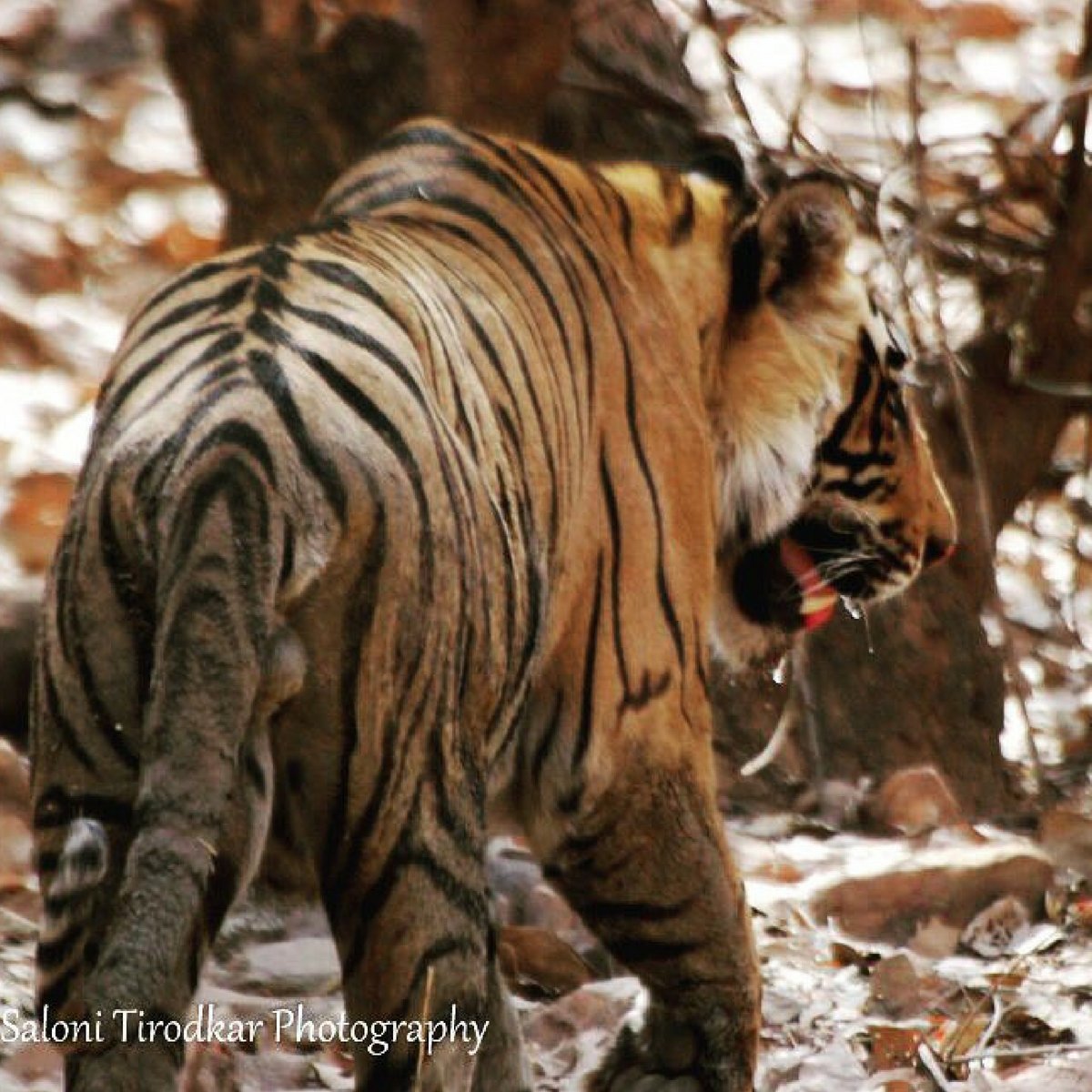 Looking back at the week like. 

______________

Sub-adult male cub of T60. 
.
.
.
.
.
.
.
#tiger #pantheratigris #ranthambore #ranthamborenationalpark #ranthamborediaries #ranthamboretigers #rajasthan 
RT @WildlifeSaloni