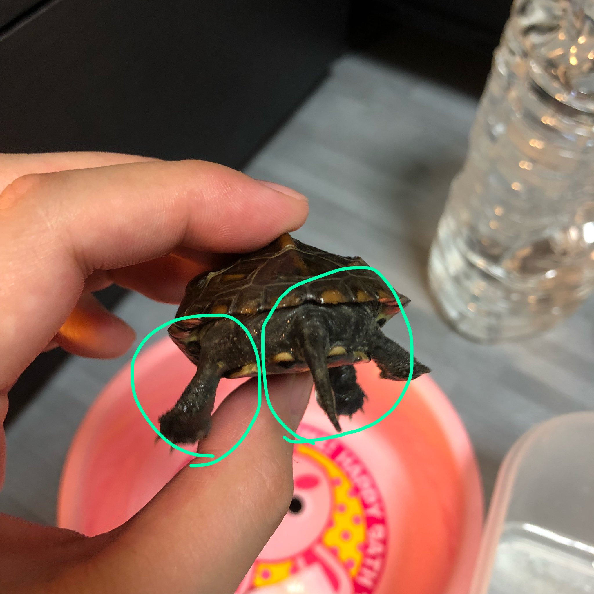 たまこﻌ クサガメのゆきちくんがまた水カビ っぽくて イソジンしてたんですが もう脱皮なのか水カビなのかわからなくなりました 食欲もあり 体重も増えてるんですが クサガメさんってこんな感じなんでしょうか アカミミ達は綺麗です