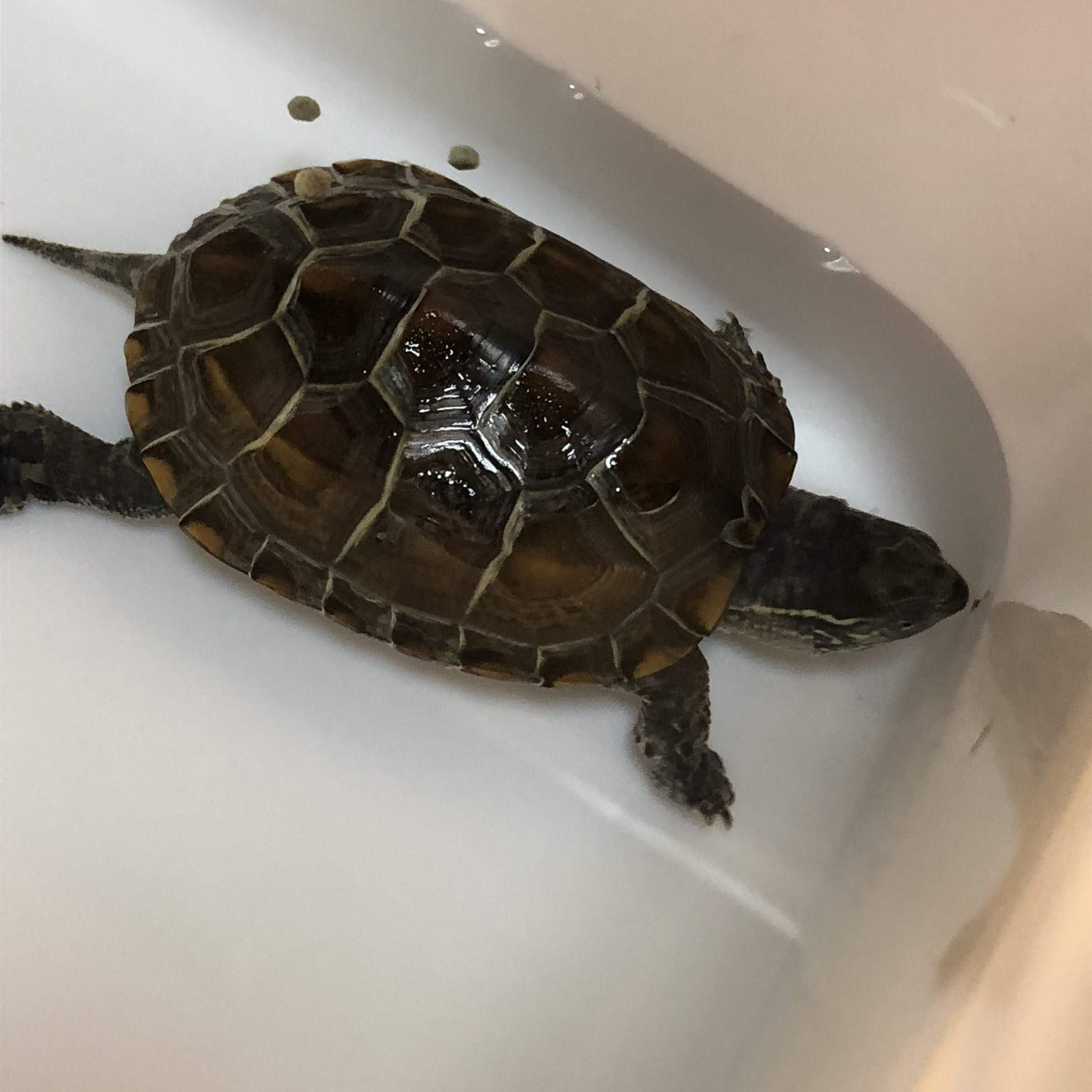 たまこﻌ クサガメのゆきちくんがまた水カビ っぽくて イソジンしてたんですが もう脱皮なのか水カビなのかわからなくなりました 食欲もあり 体重も増えてるんですが クサガメさんってこんな感じなんでしょうか アカミミ達は綺麗です