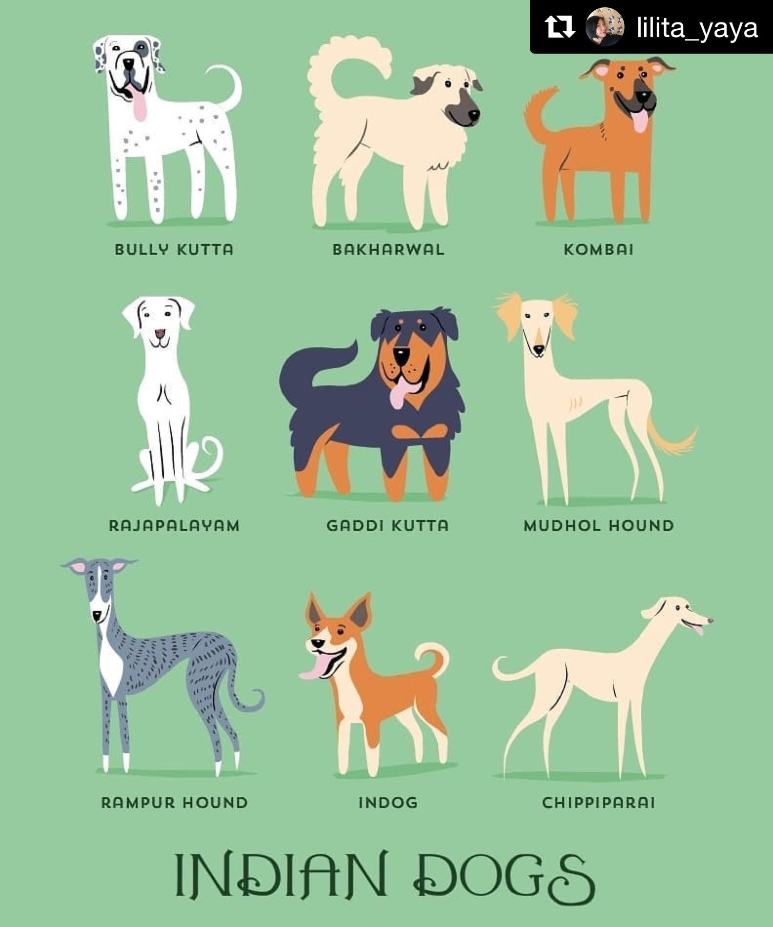 Dog Breeds infographics elements