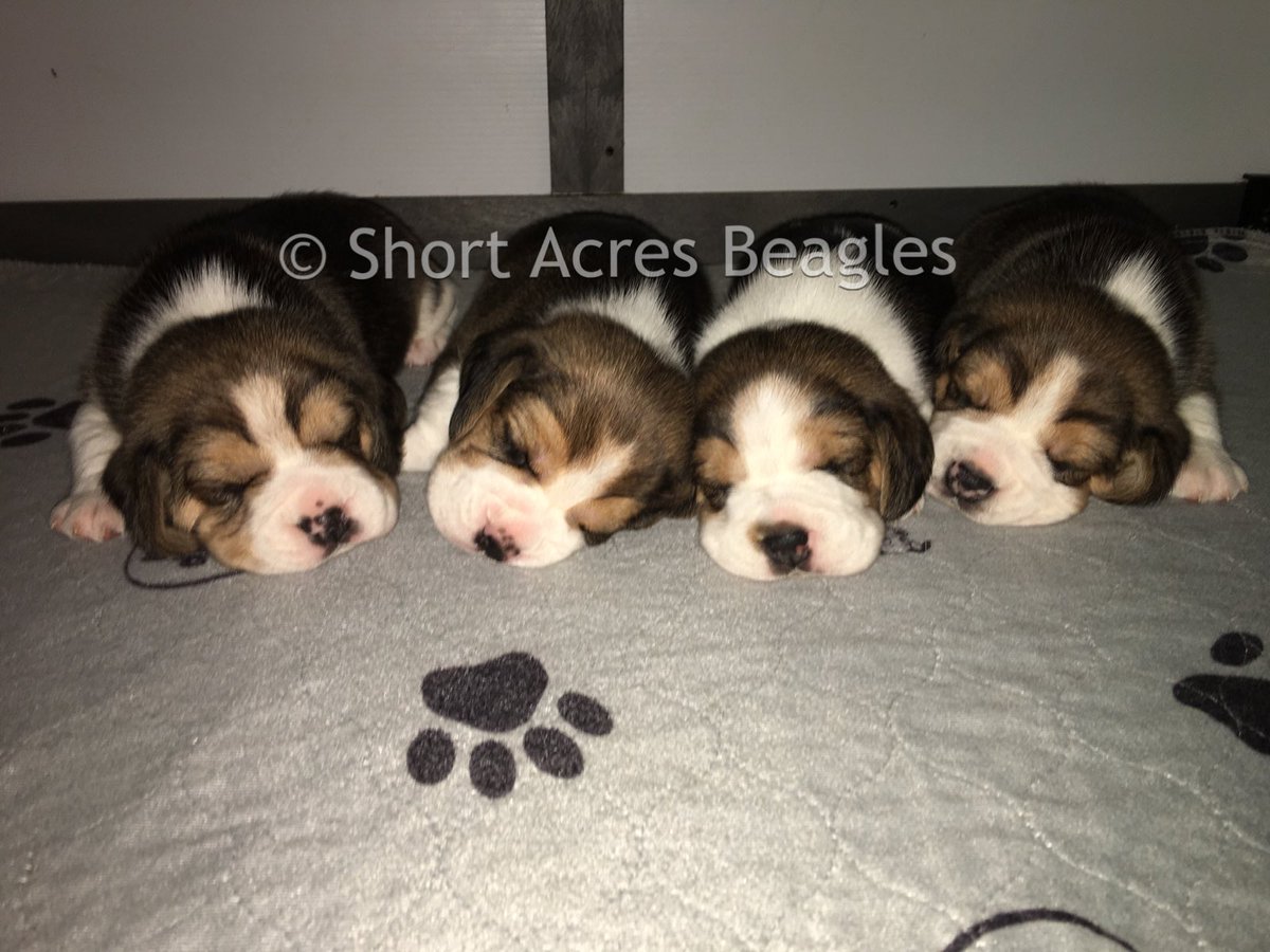 3 Weeks Old #beaglepuppies #beagle #beaglesofinstagram #shortacresbeagles