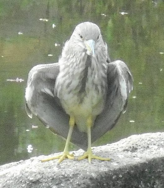 この鳥何