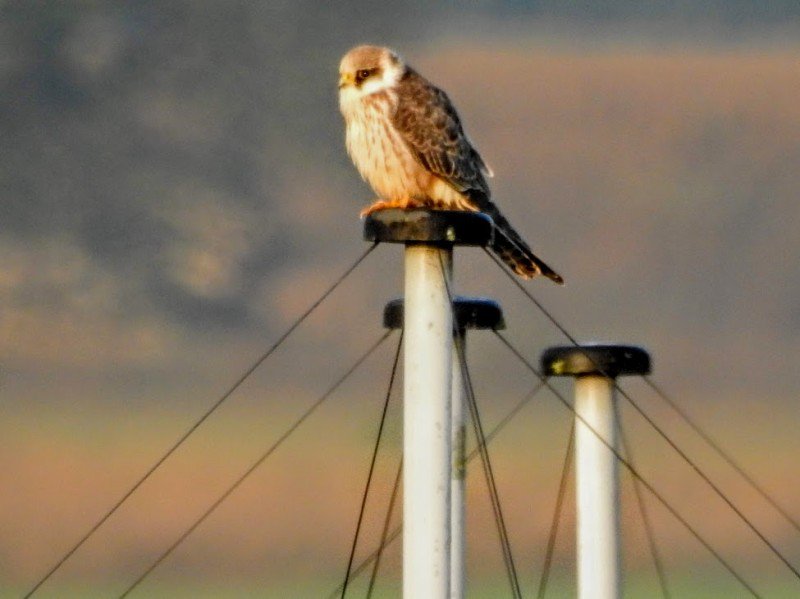 drentslandschap's tweet image. Jonge roodpootvalk gebruikt radiotelescoop Lofar (Hunzedal) als uitkijkpunt. Een zeldzame waarneming, want jaarlijks doen maar enkele roodpootvalken Drenthe aan. De valk heeft nog een hele reis te gaan. Hij overwintert namelijk in zuidelijk Afrika. Foto: Pim te Velde
