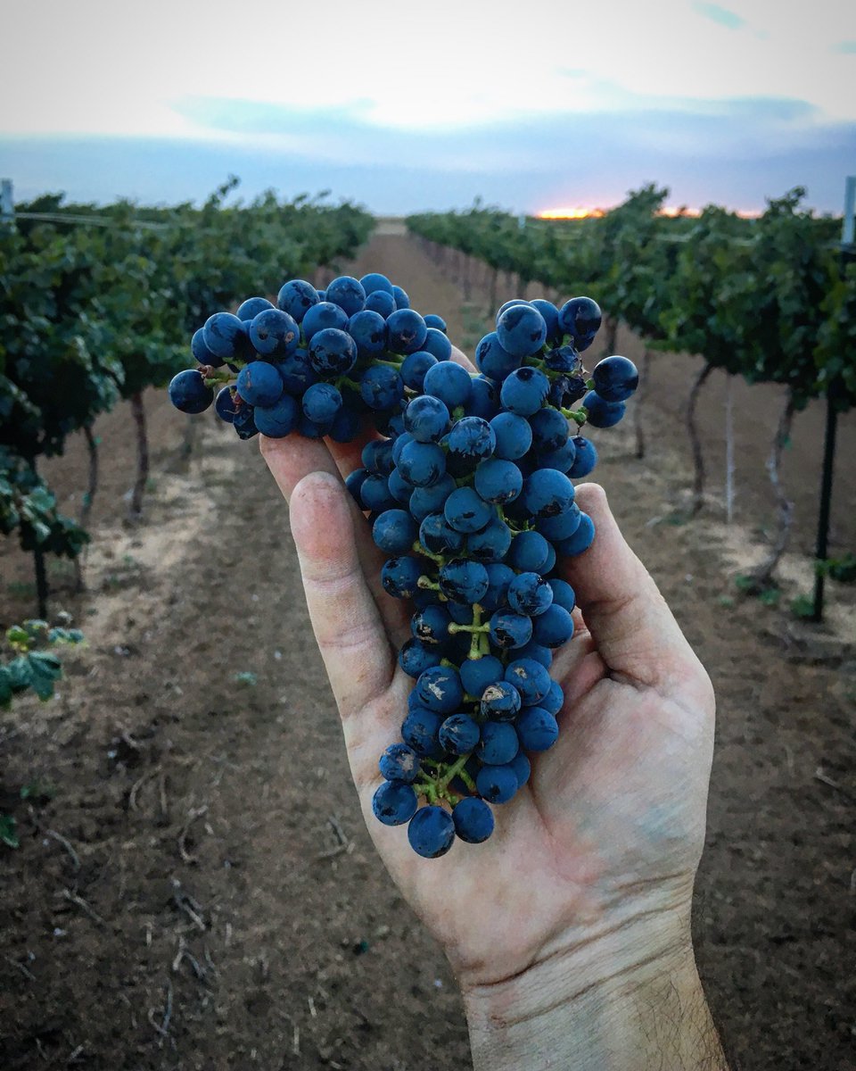 bolenvineyards's tweet image. Harvesting Malbec in the morning. Here’s a glimpse at what we’ve got. #txwine #malbec #winegrape #vineyard #livelovelubbock #lubbocktx #texaswine #sunset #harvest #grapes #redwine