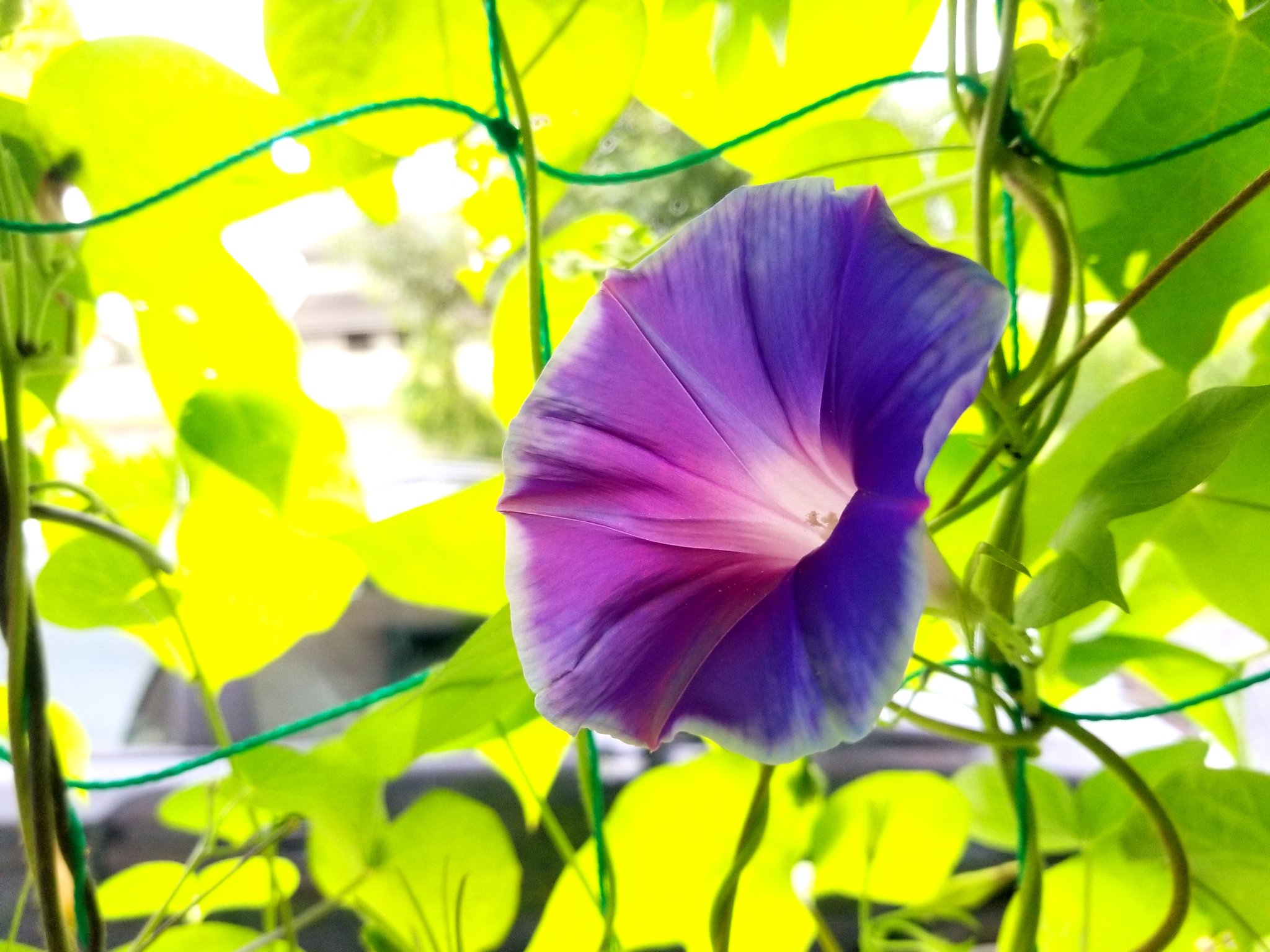 ぐらっくす アサガオ撮ってみた 英語ではmorning Glory 直訳すると 朝の輝き 朝のうちだけ短時間咲く花 日本人が好きそうな花ですね 朝顔 花 庭の朝顔 庭 花壇 はな Flower Morningglory あさがお アサガオ 夏 朝の輝き 緑のカーテン