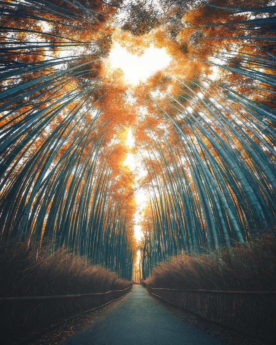 earthescope's tweet image. Japan 🇯🇵 | Photography by Merve Cevik