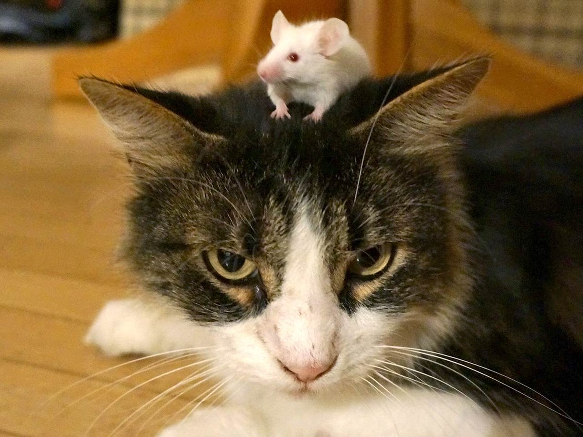 Megan__Cats's tweet photo. A #Nice #Kitty would never hurt a #mouse 😍😘 https://t.co/KgomFzQzwS