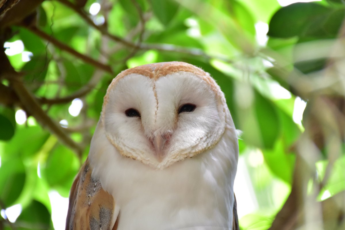 うさ カピバラだらけ No Twitter すべてを包み込んでくれそうな笑顔 フクロウの中でもメンフクロウが大好き 伊豆シャボテン動物公園