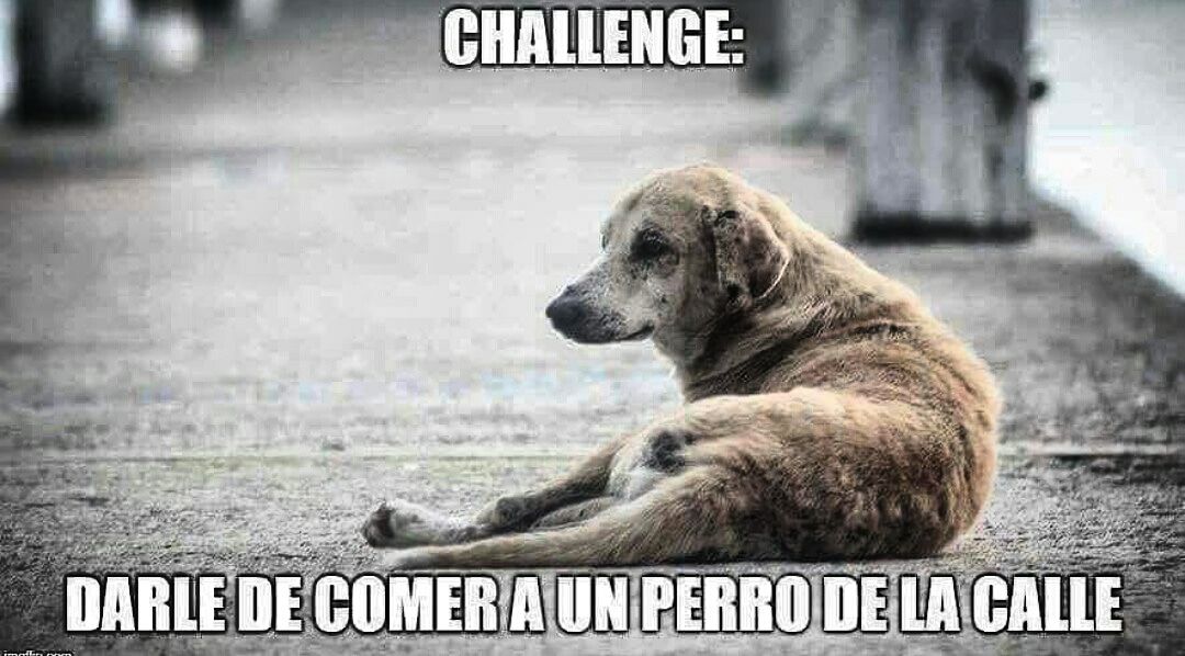 showsconciertos's tweet image. Hagamos cosas de provecho #dogchallenge #soulchallenge #humanchallenge